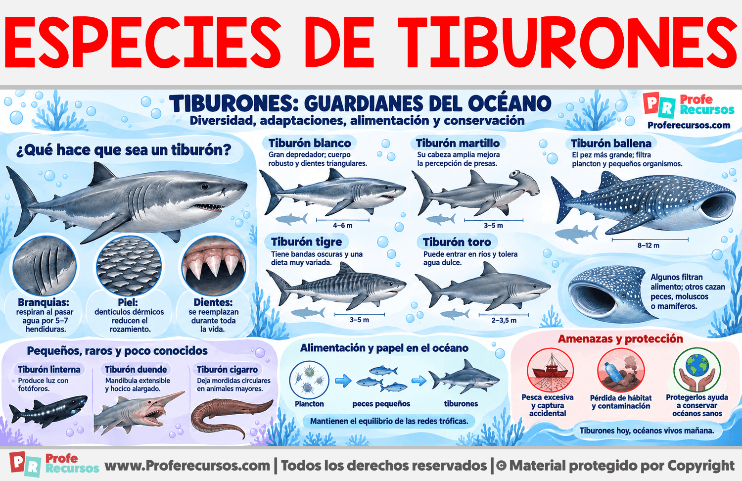 Especies de Tiburones Infografia sobre Especies de Tiburones