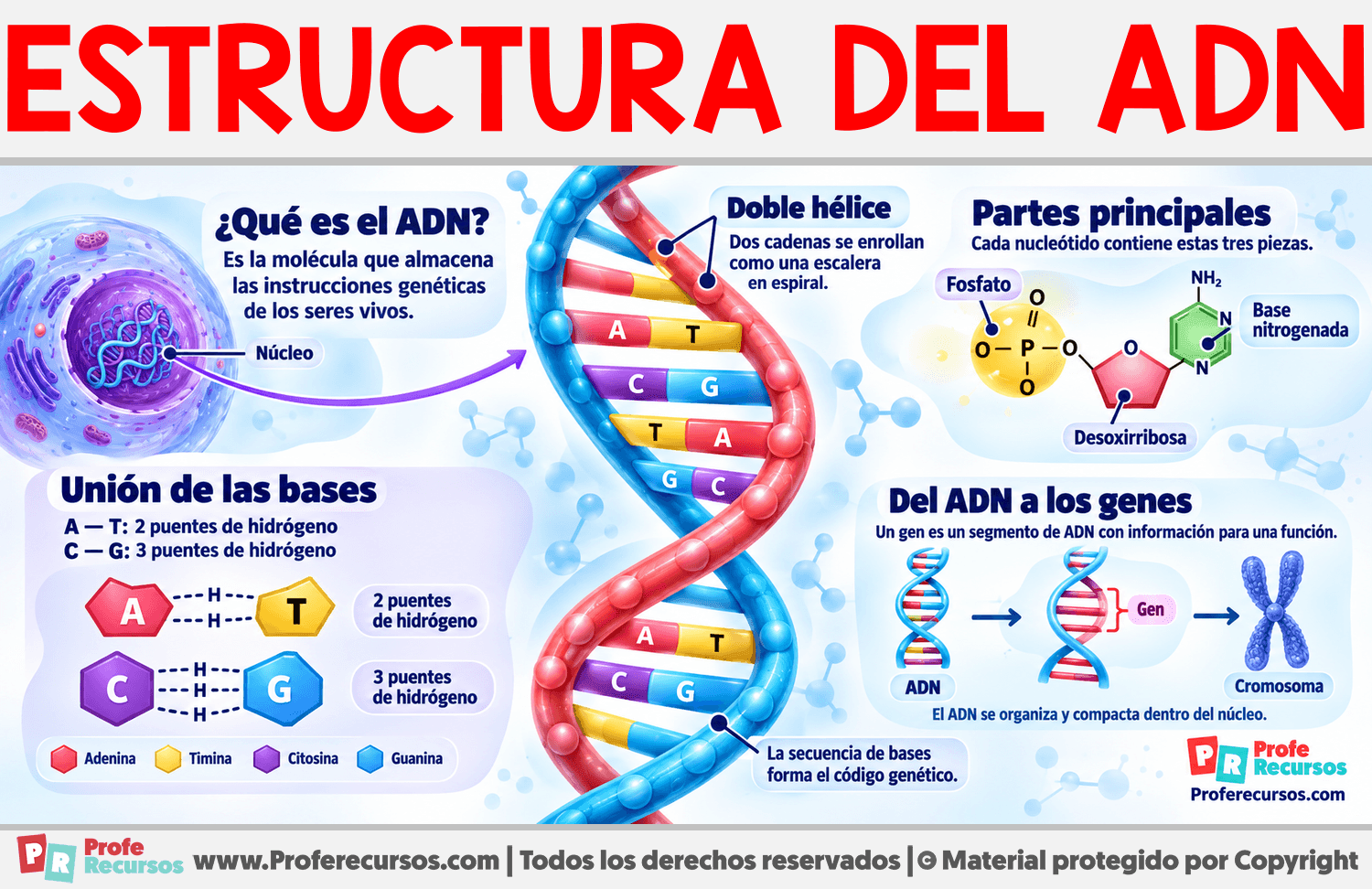 Estructura del ADN Infografia sobre Estructura del ADN
