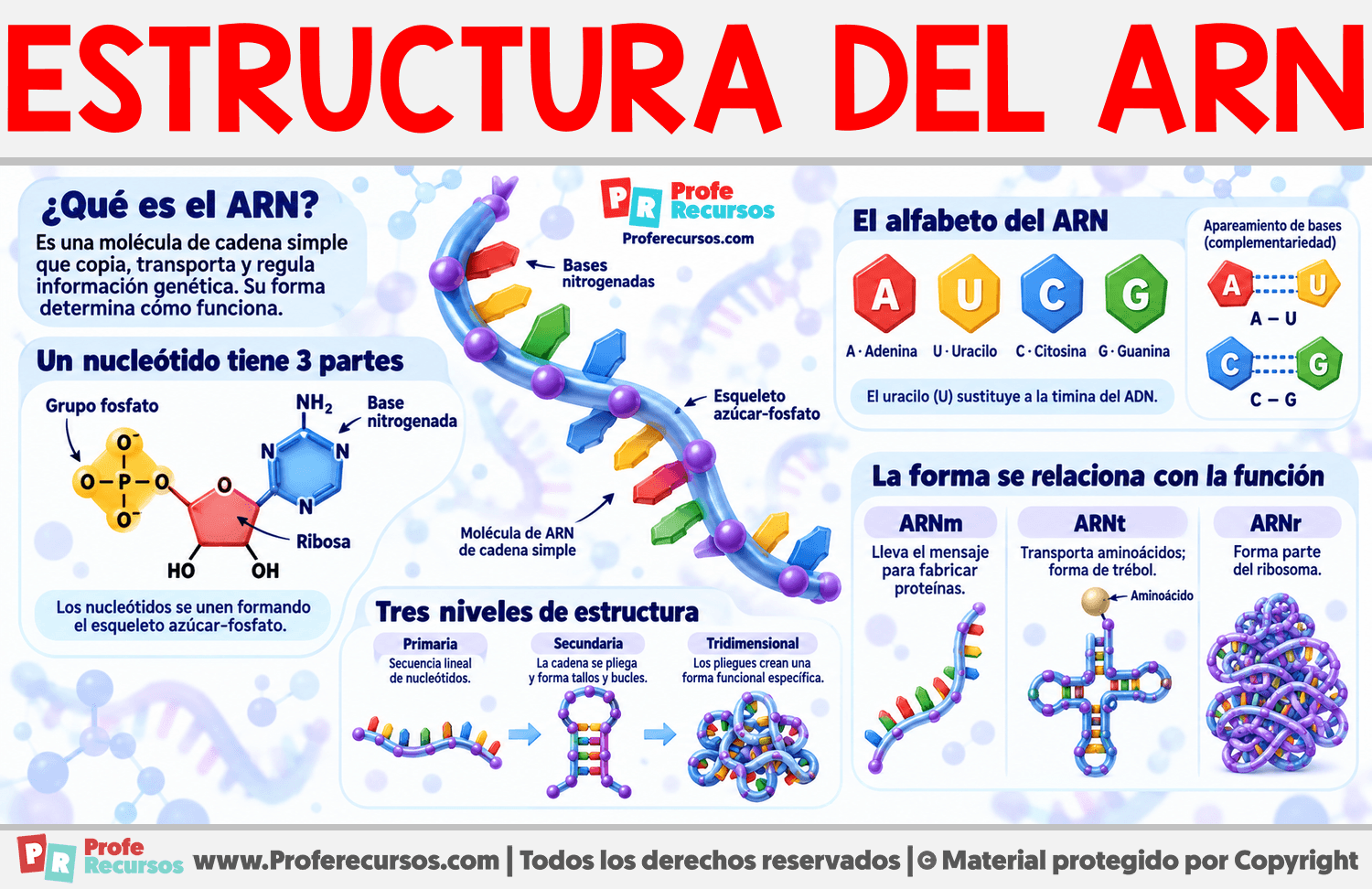Estructura del ARN Infografia sobre Estructura del ARN