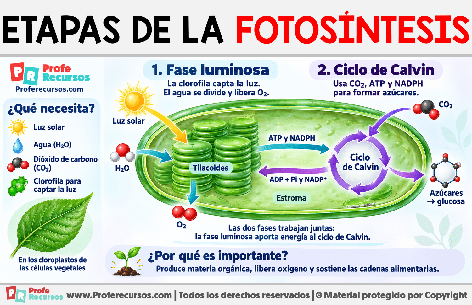Etapas de la fotosíntesis Infografia sobre Etapas de la fotosíntesis