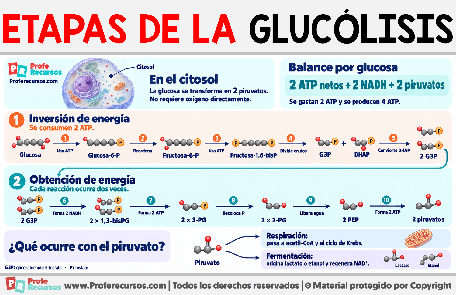Etapas de la glucólisis Infografia sobre Etapas de la glucólisis
