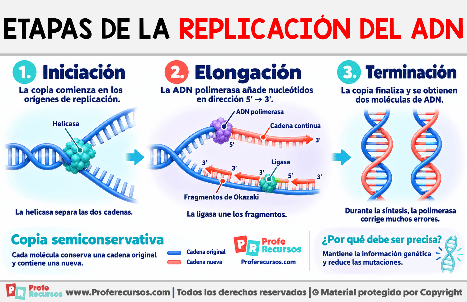 Etapas de la replicación del ADN Infografia sobre Etapas de la replicación del ADN
