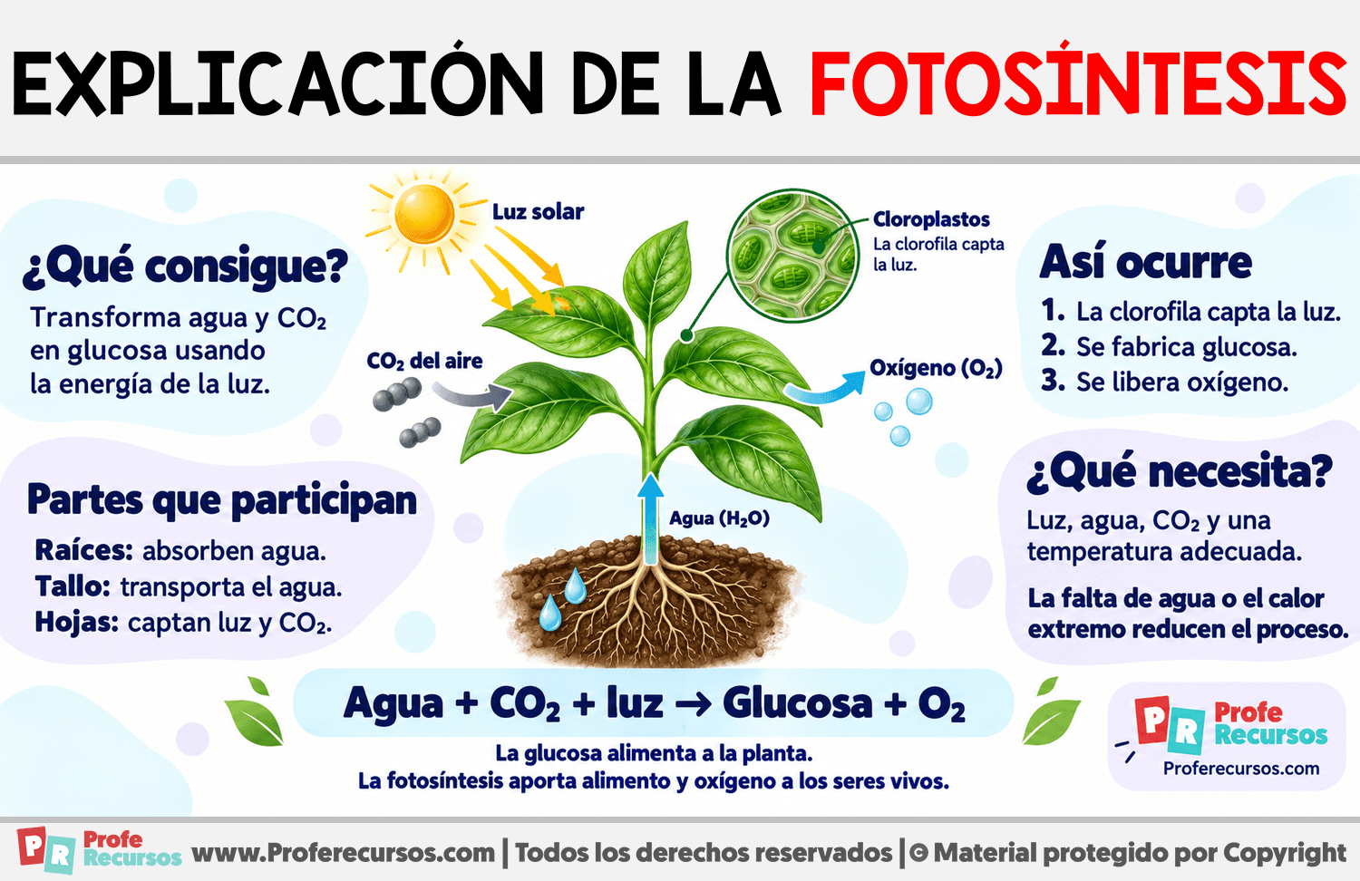 Explicación de la Fotosíntesis Infografia sobre Explicación de la Fotosíntesis