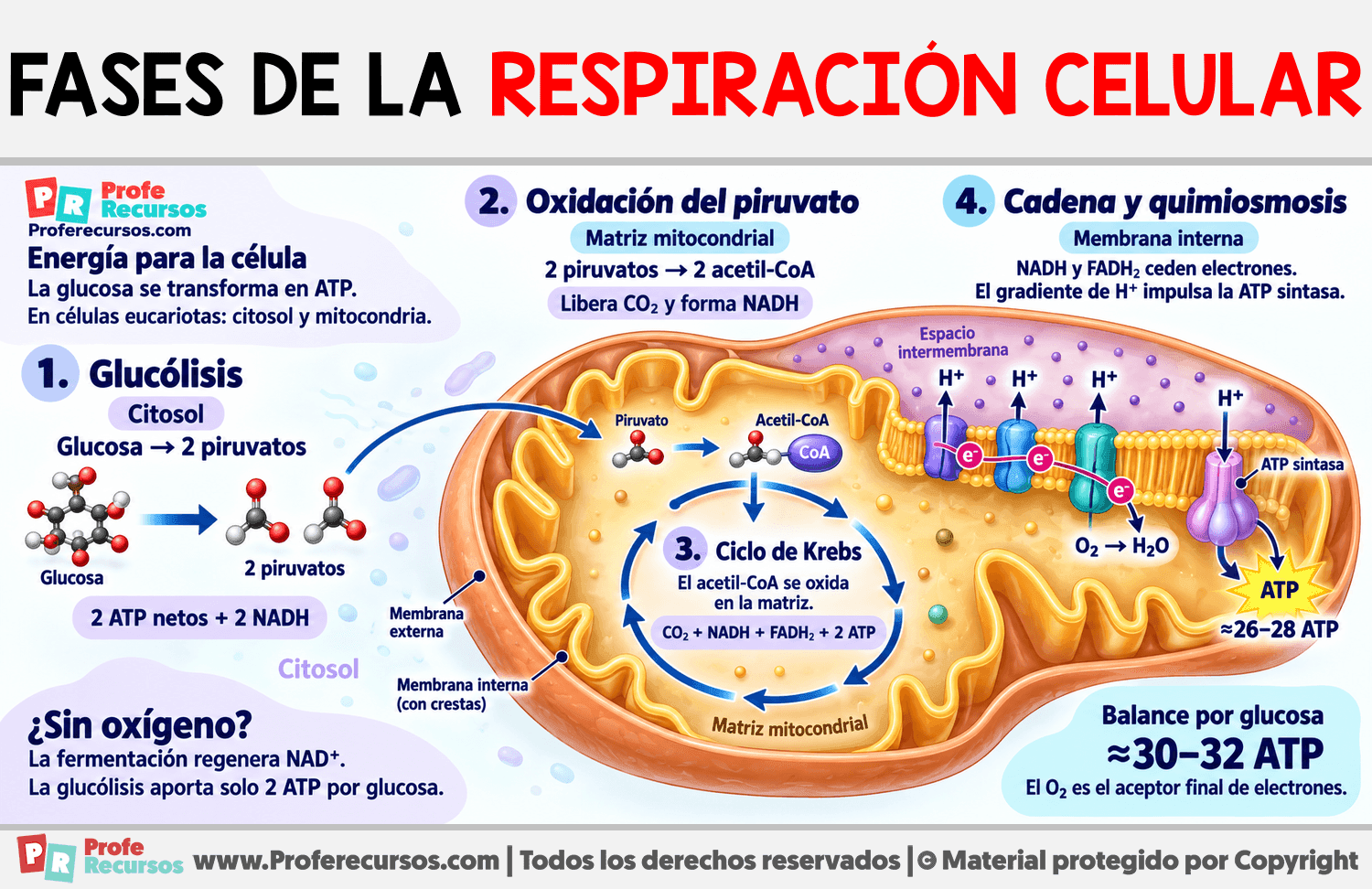 Fases de la respiración celular Infografia sobre Fases de la respiración celular