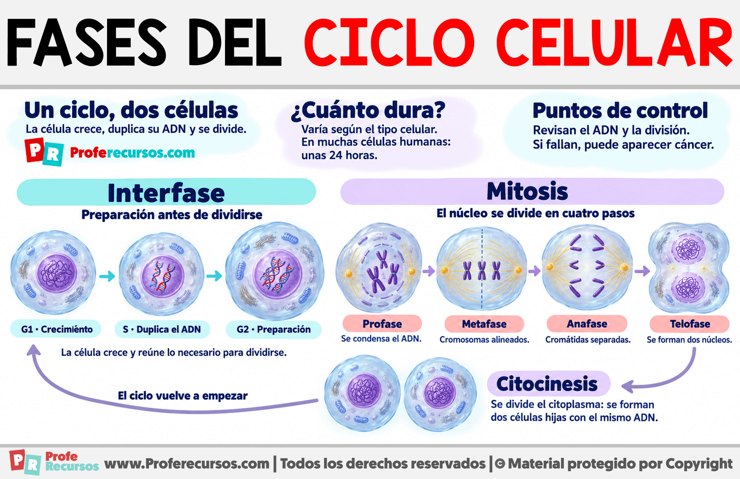 Fases del ciclo celular Infografia sobre Fases del ciclo celular