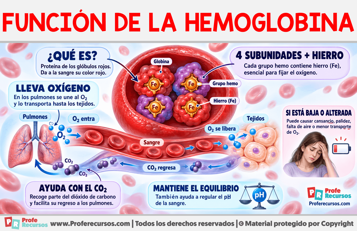 Función de la Hemoglobina Infografia sobre Función de la Hemoglobina