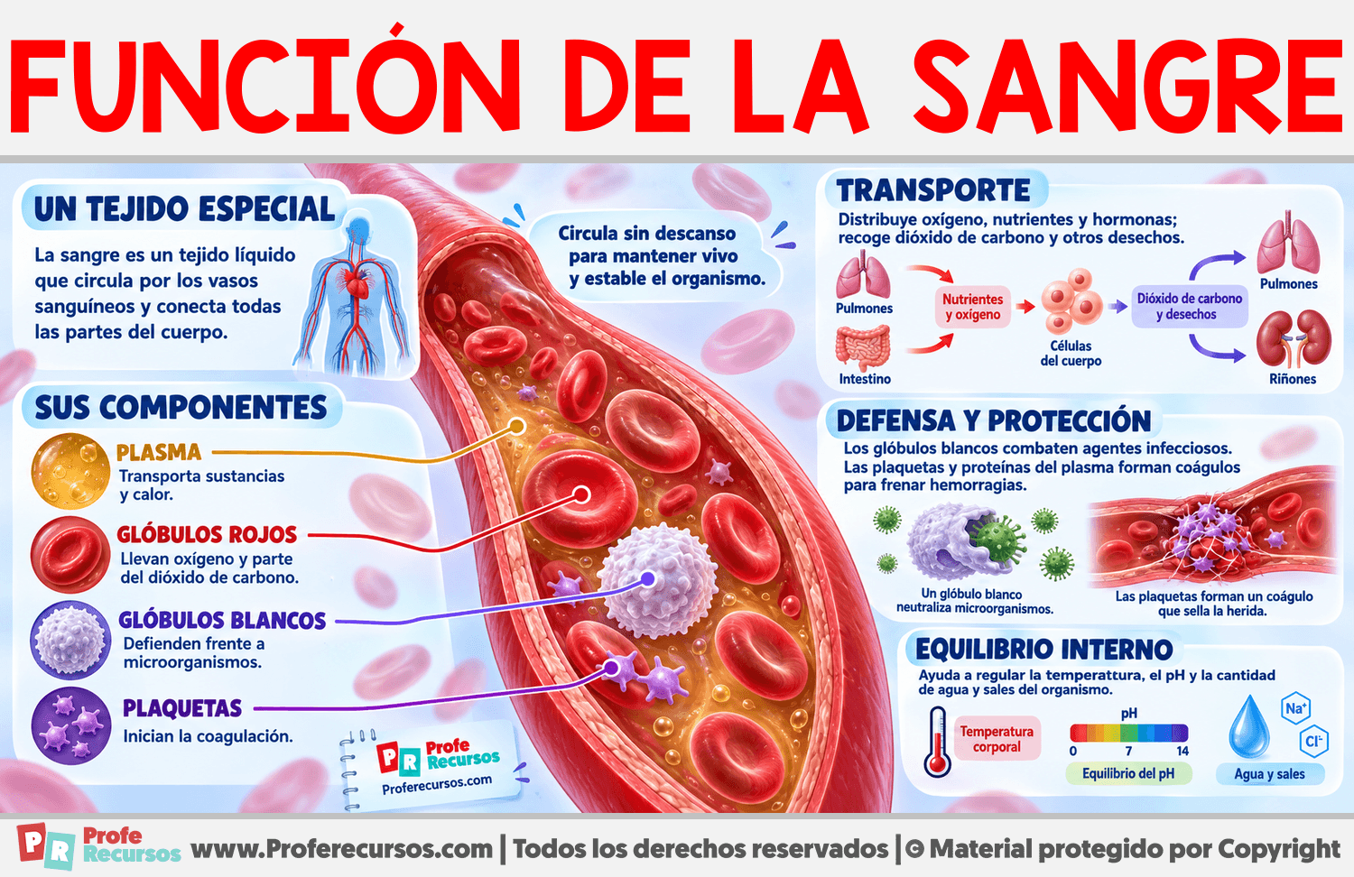 Función de la Sangre Infografia sobre Función de la Sangre