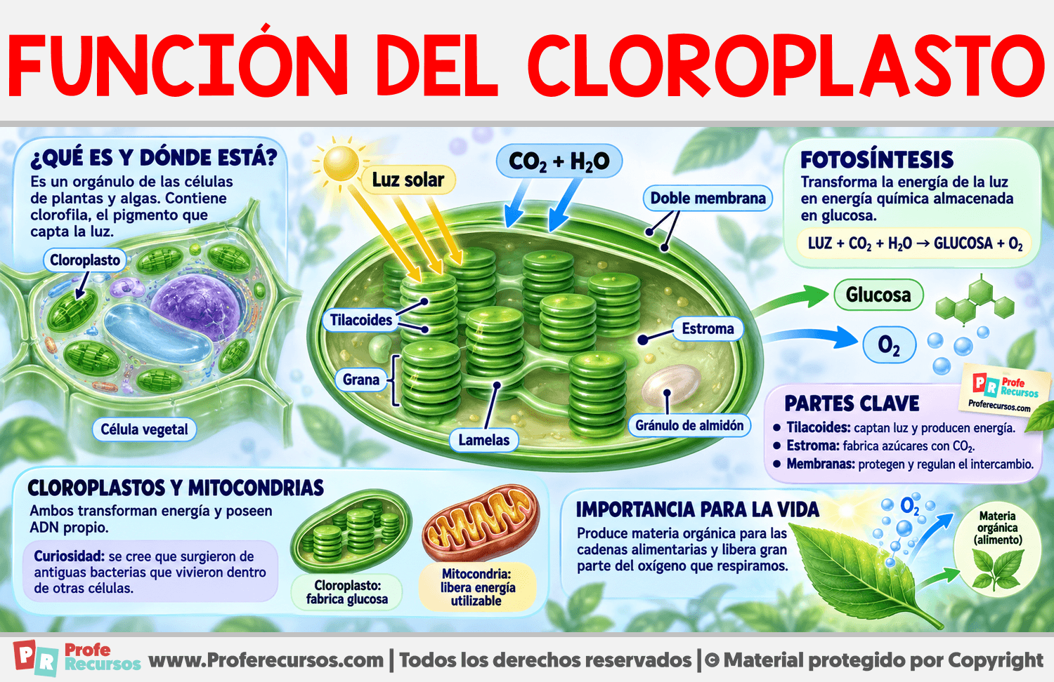 Función del Cloroplasto Infografia sobre Función del Cloroplasto