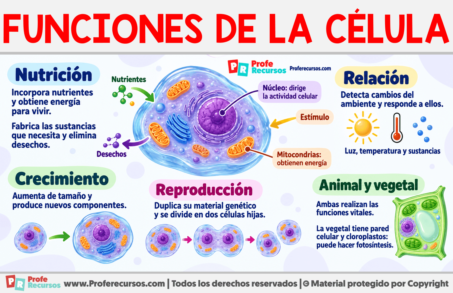 Funciones de la célula Infografia sobre Funciones de la célula