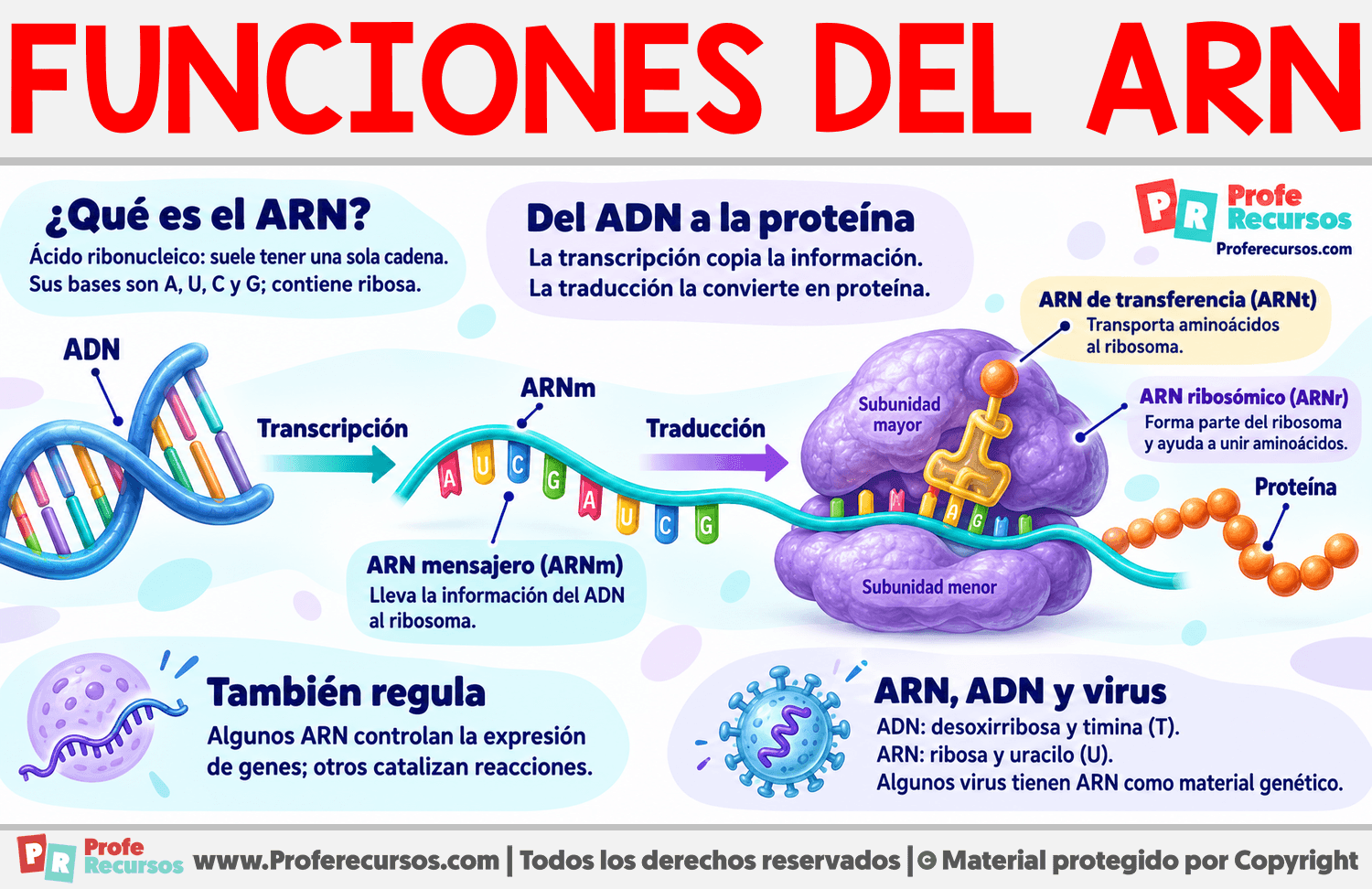 Funciones del ARN Infografia sobre Funciones del ARN