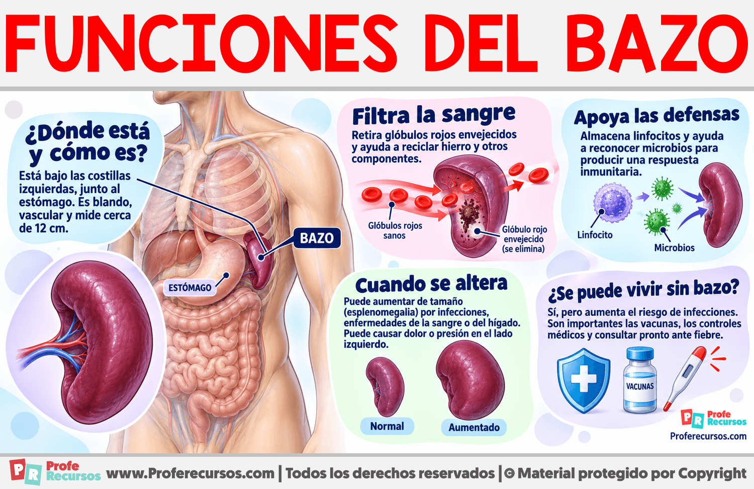 Funciones del Bazo Infografia sobre Funciones del Bazo