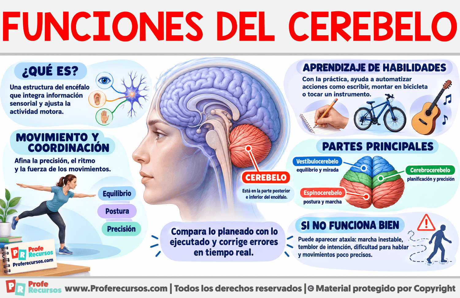 Funciones del Cerebelo Infografia sobre Funciones del Cerebelo