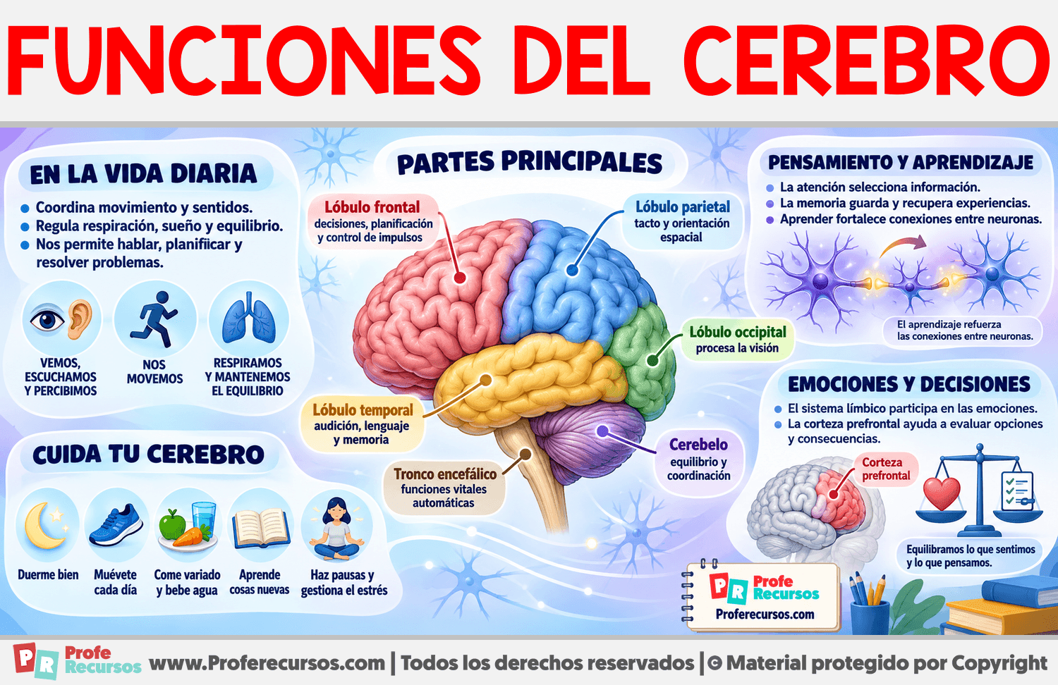 Funciones del Cerebro Infografia sobre Funciones del Cerebro