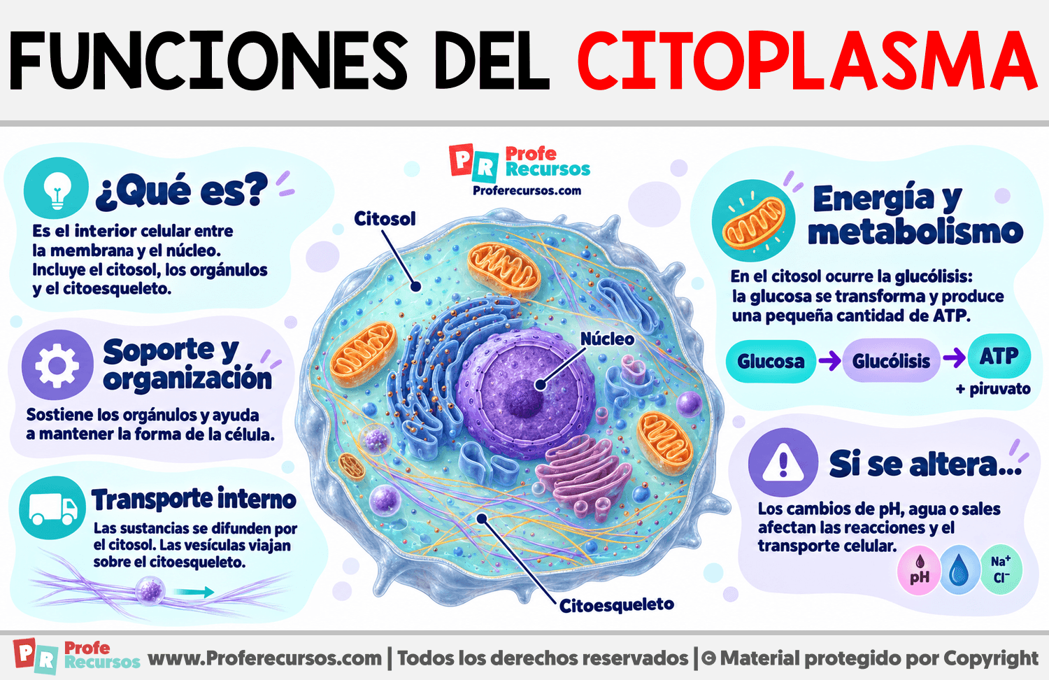 Funciones del citoplasma Infografia sobre Funciones del citoplasma