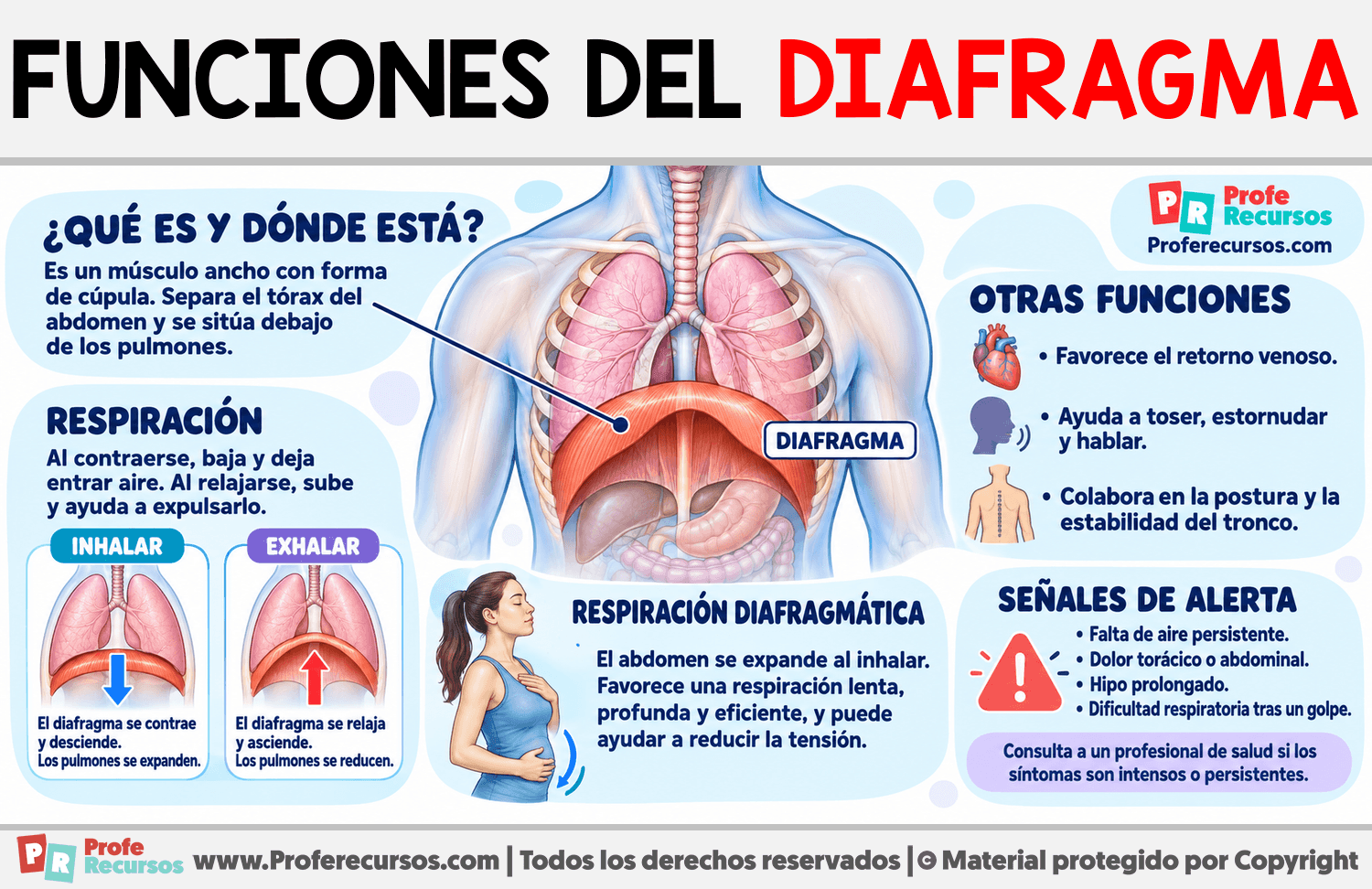 Funciones del Diafragma Infografia sobre Funciones del Diafragma