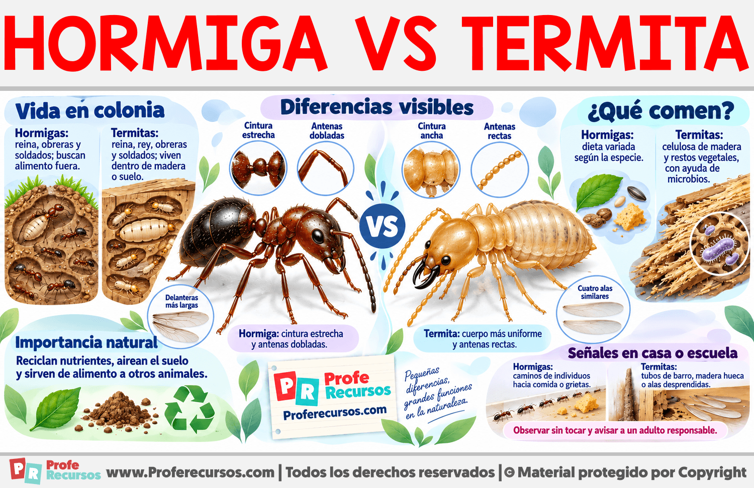 Hormiga vs Termita Infografia sobre Hormiga vs Termita