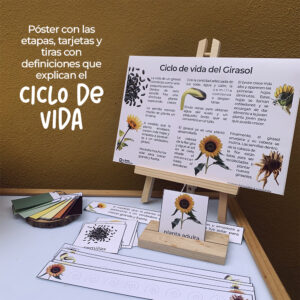 Imagenes girasol5