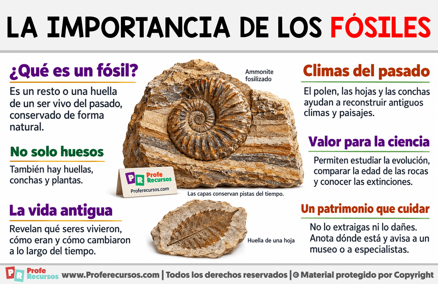 La Importancia de los fósiles Infografia sobre La Importancia de los fósiles