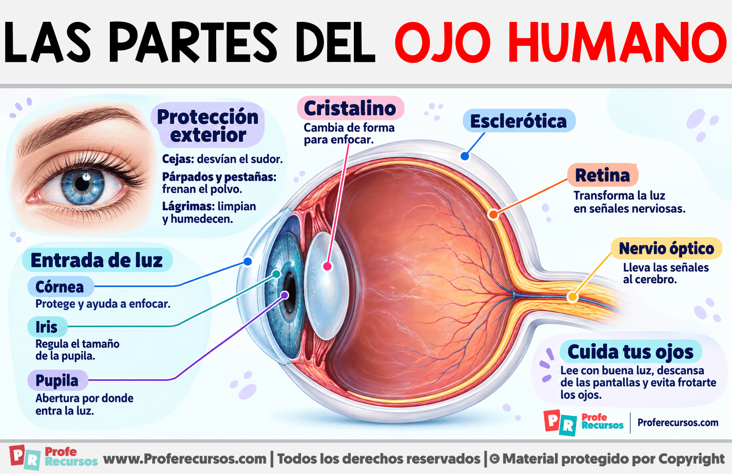 Las Partes del Ojo Humano Infografia sobre Las Partes del Ojo Humano