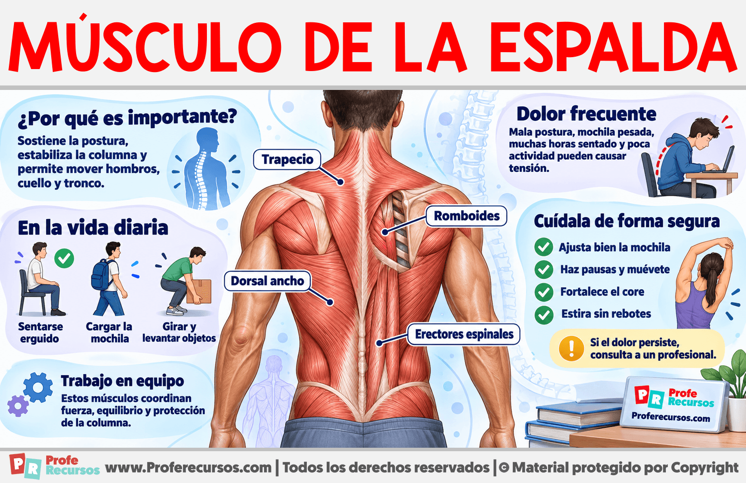 Músculo de la Espalda Infografia sobre Músculo de la Espalda