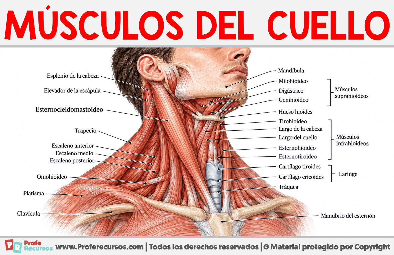 Músculos del Cuello Infografia sobre Músculos del Cuello