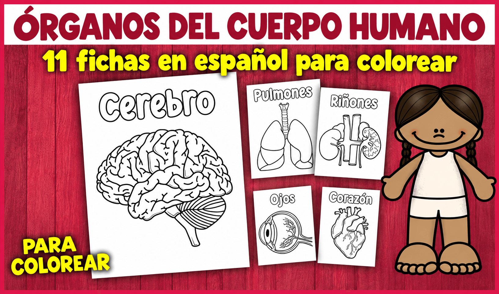 Órganos del cuerpo humano para colorear Actividades de vuelta al cole en espanol - Órganos del cuerpo humano para colorear