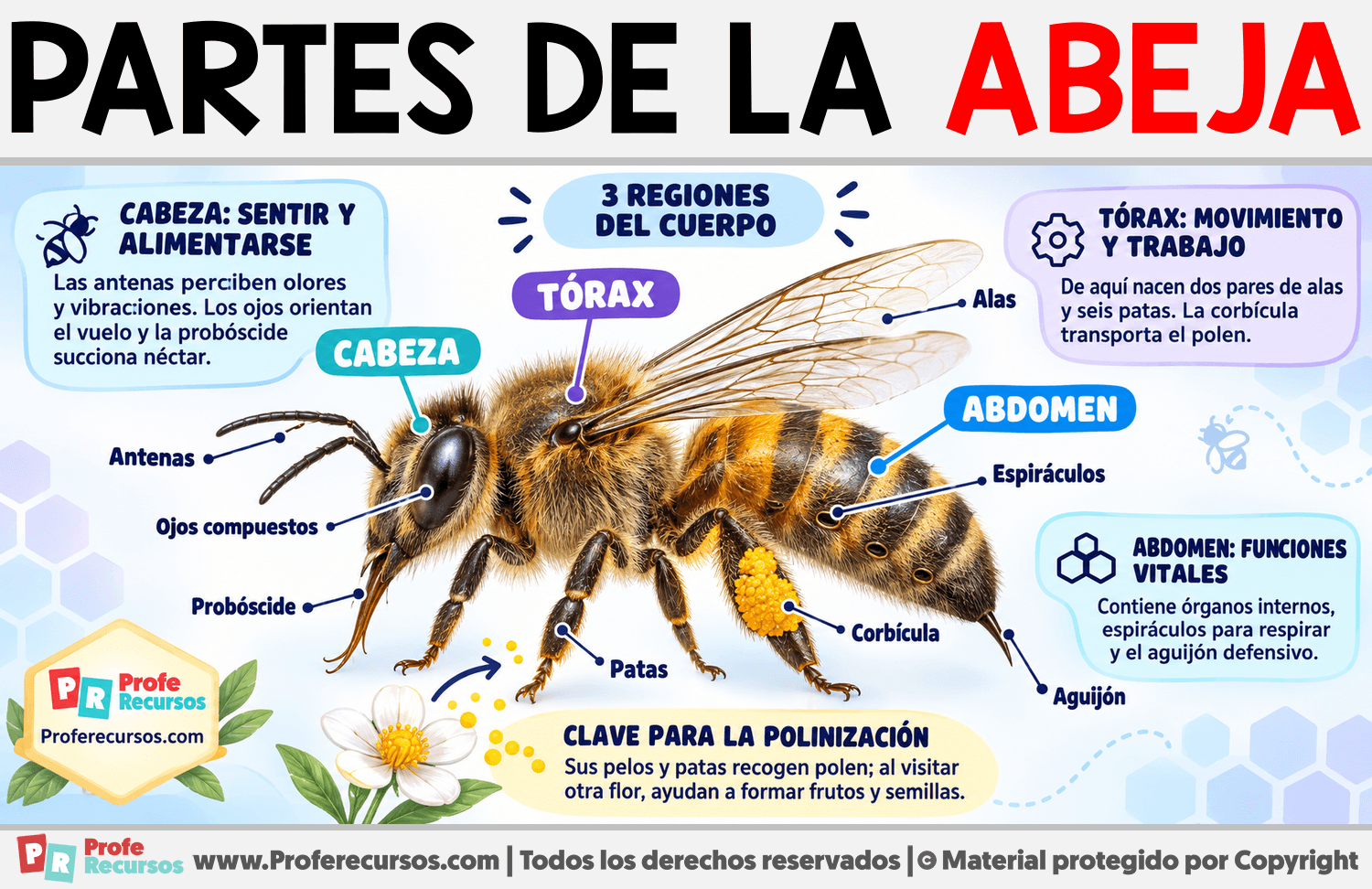 Partes de la Abeja Infografia sobre Partes de la Abeja