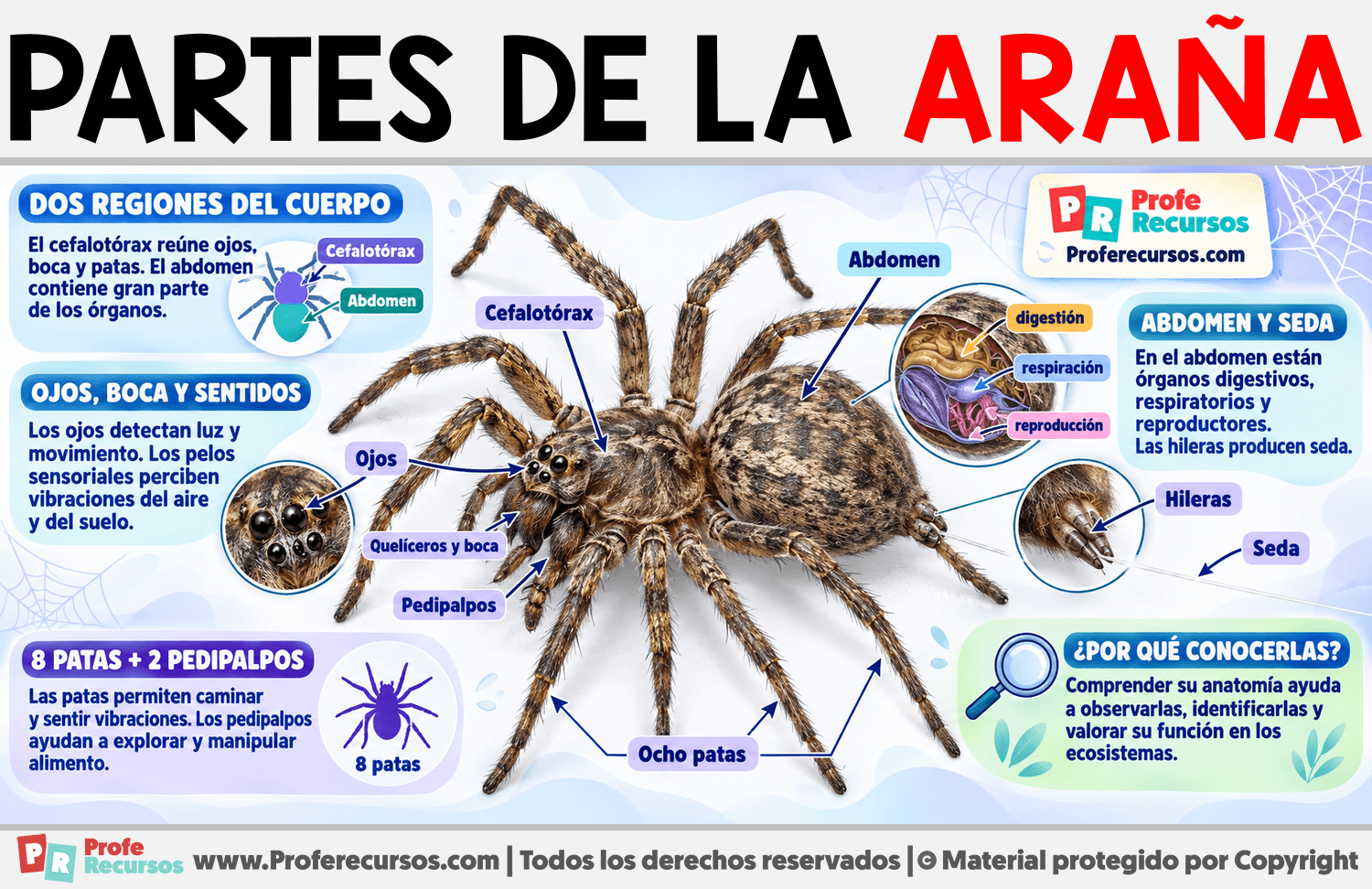 Partes de la Araña Infografia sobre Partes de la Araña