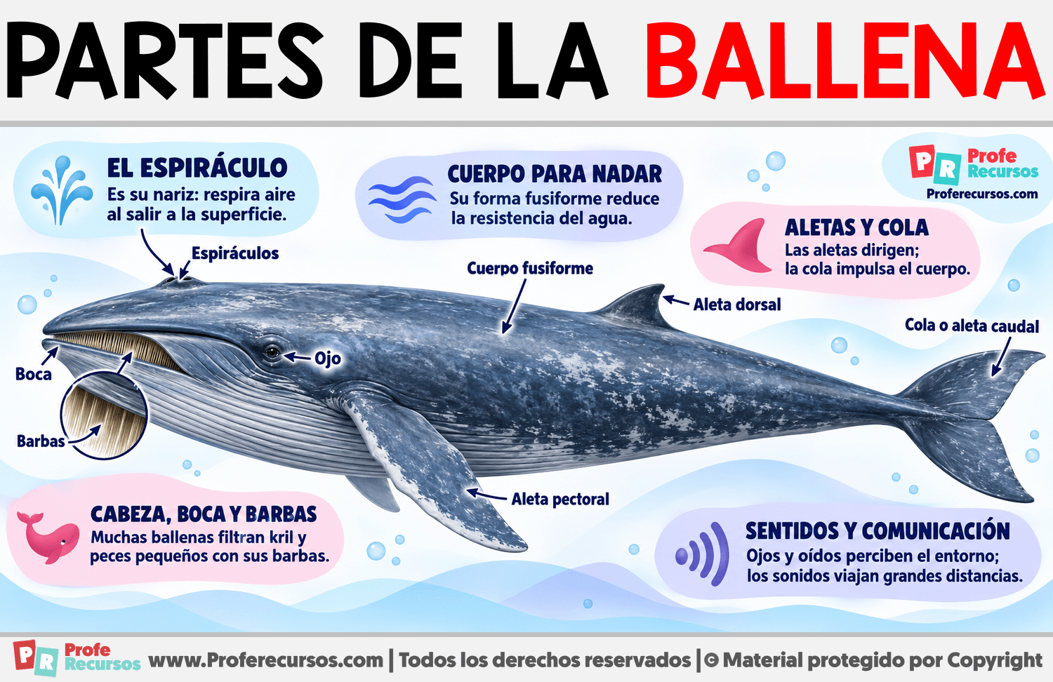 Partes de la Ballena Infografia sobre Partes de la Ballena