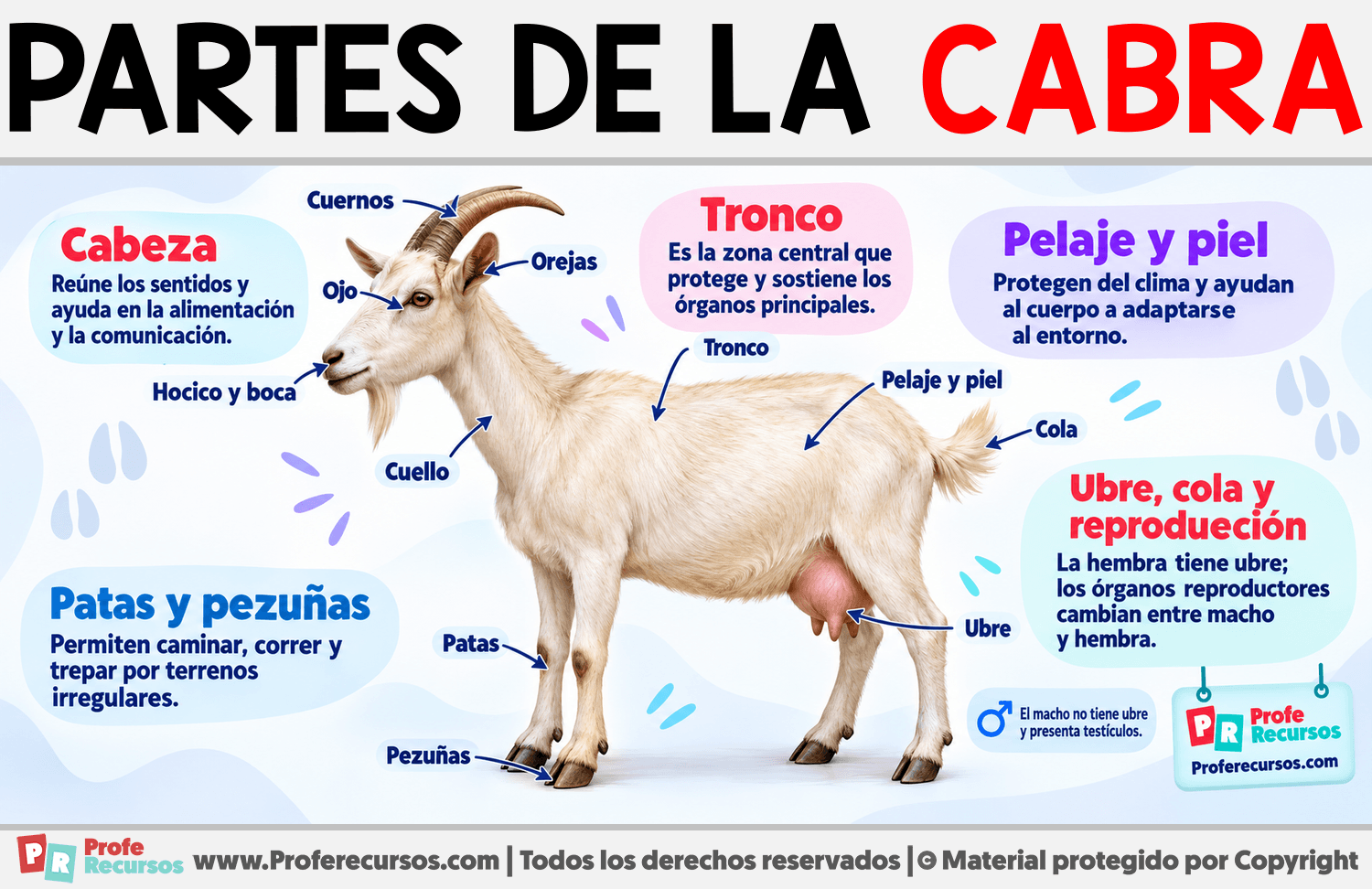 Partes de la Cabra Infografia sobre Partes de la Cabra
