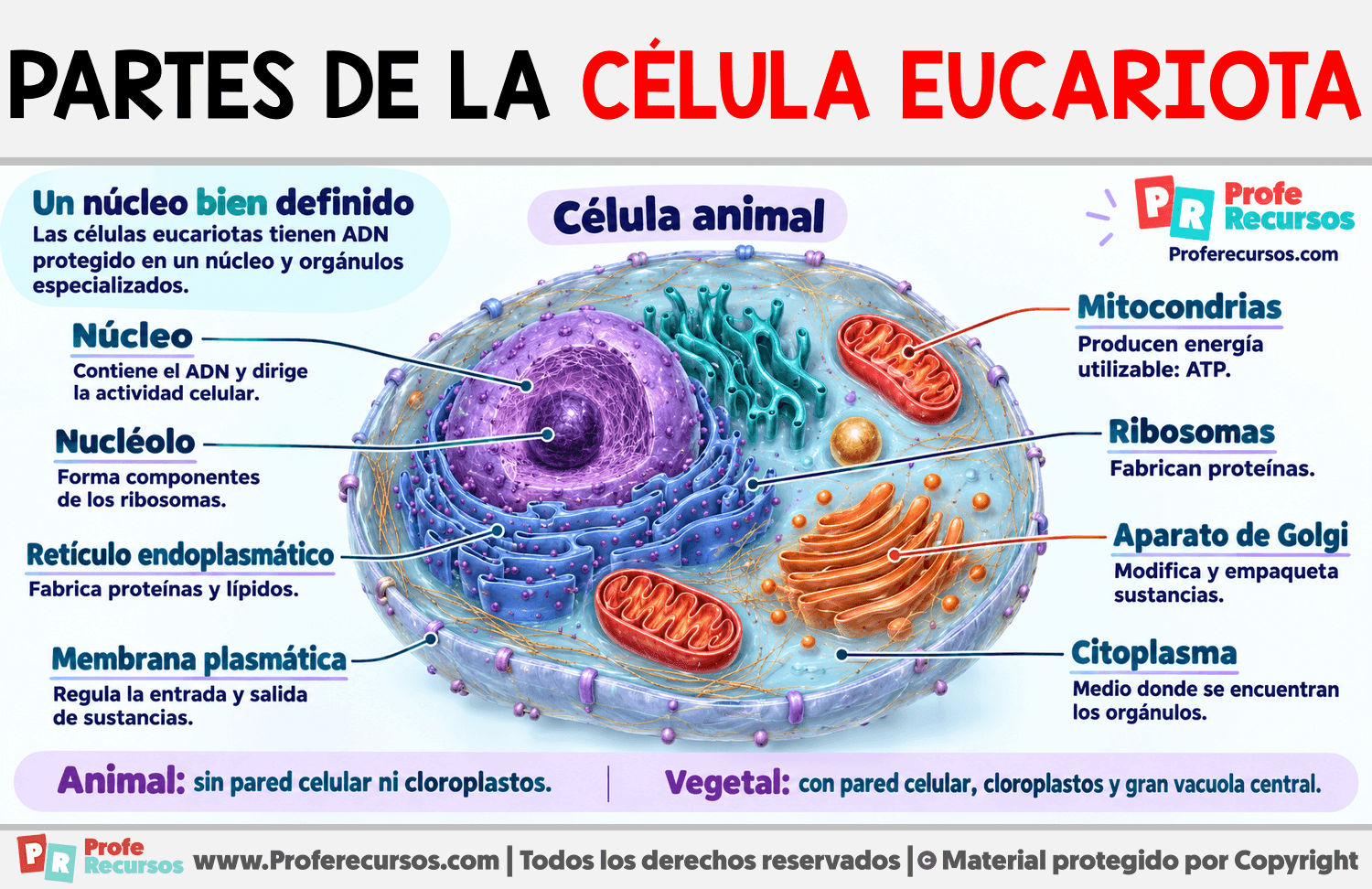 Partes de la célula eucariota Infografia sobre Partes de la célula eucariota