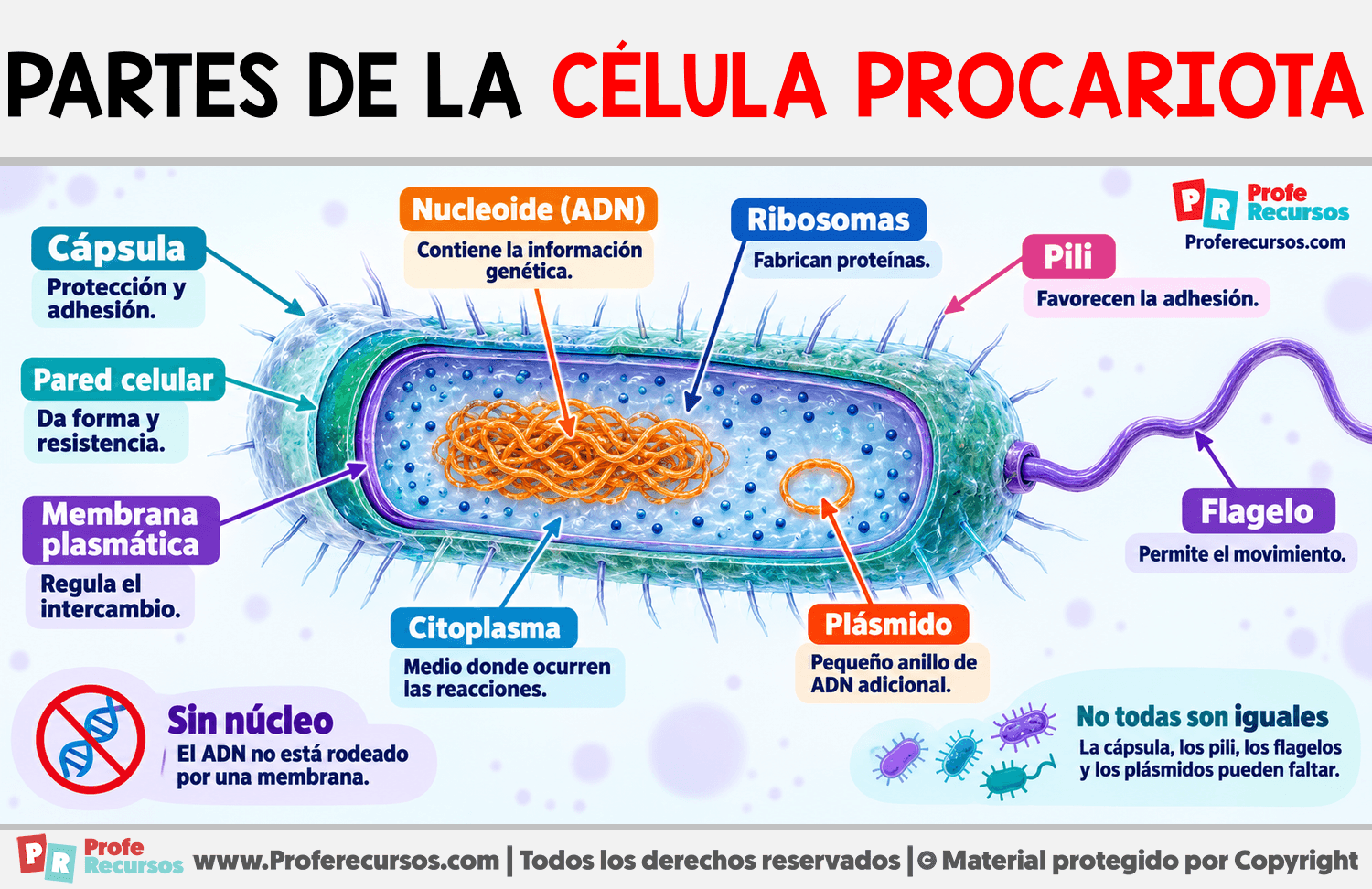 Partes de la célula procariota Infografia sobre Partes de la célula procariota