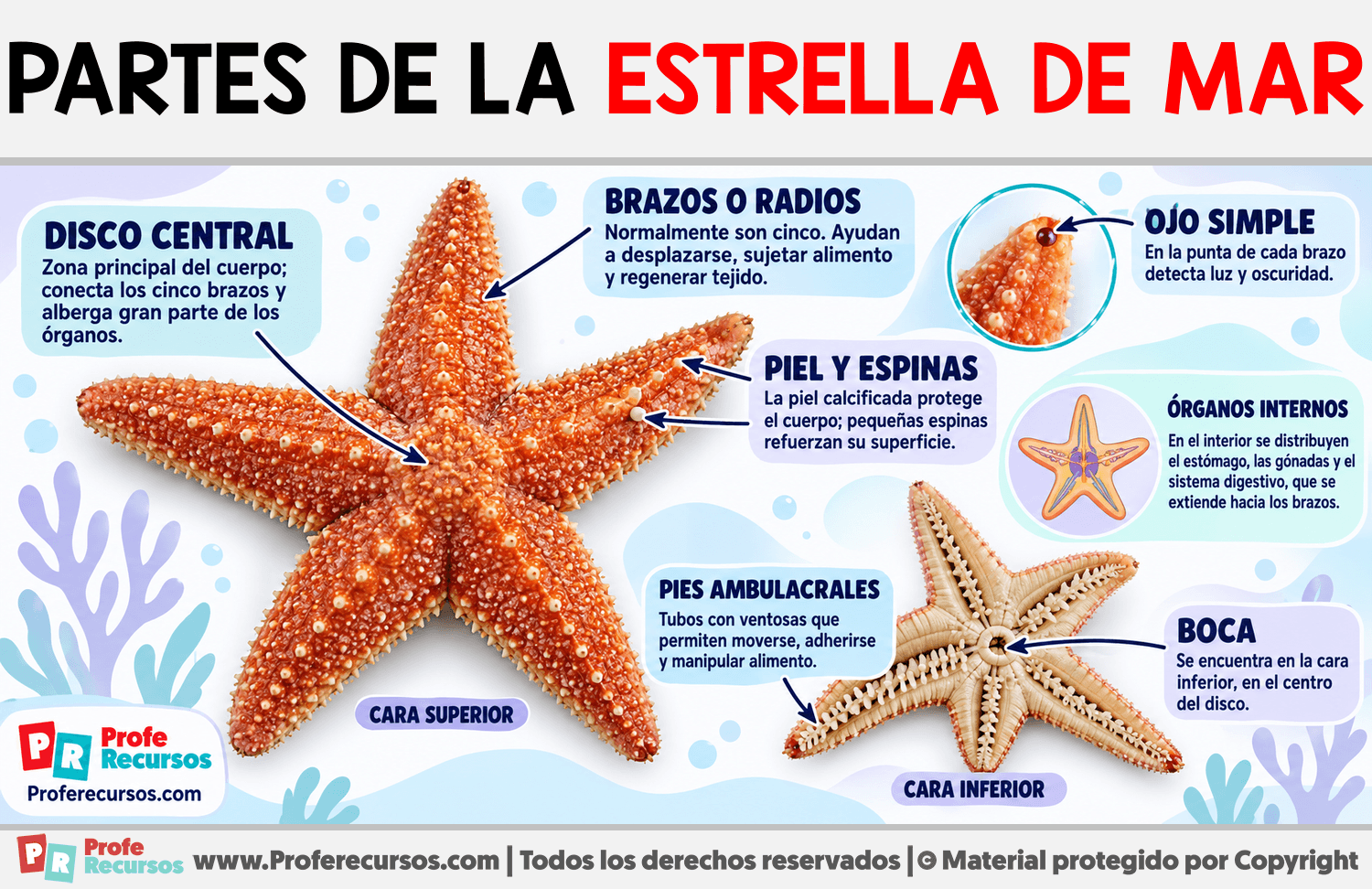 Partes de la Estrella de Mar Infografia sobre Partes de la Estrella de Mar