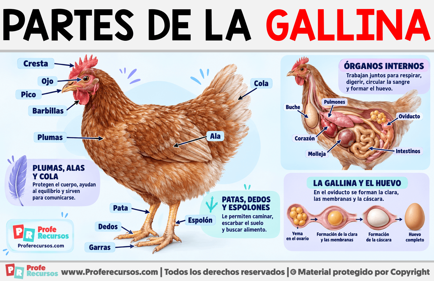 Partes de la Gallina Infografia sobre Partes de la Gallina