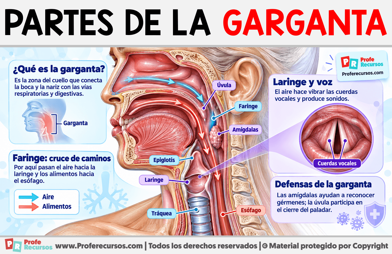 Partes de la Garganta Infografia sobre Partes de la Garganta