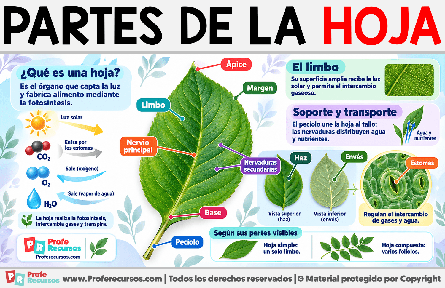 Partes de la Hoja Infografia sobre Partes de la Hoja