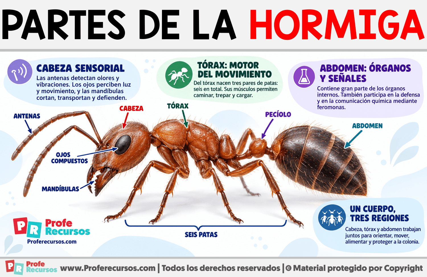 Partes de la Hormiga Infografia sobre Partes de la Hormiga
