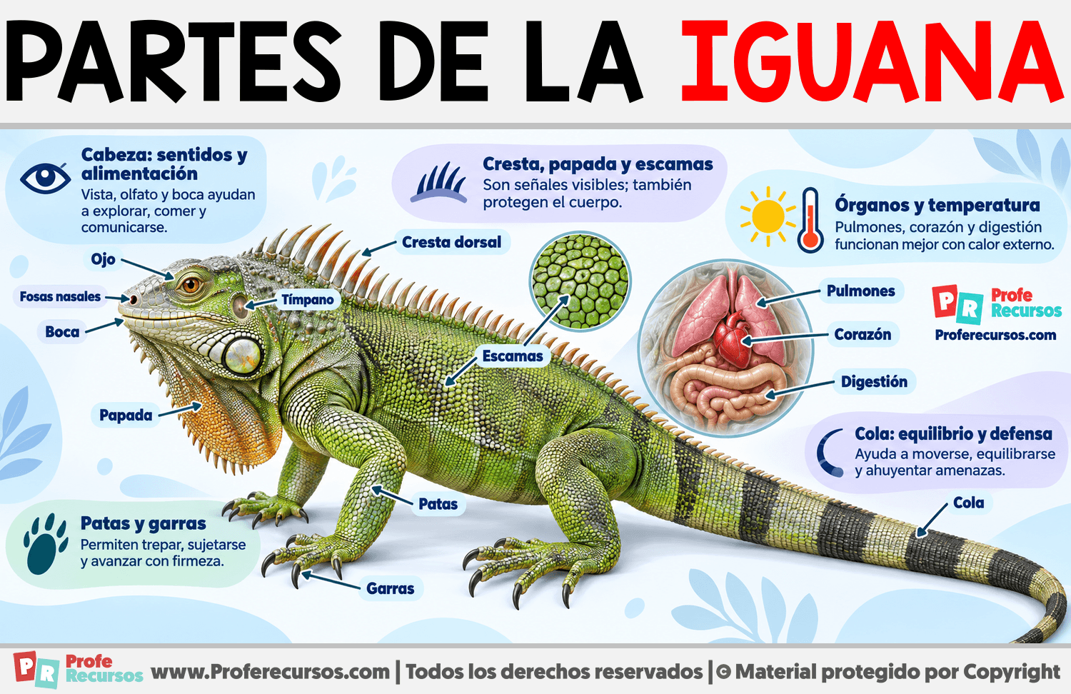 Partes de la Iguana Infografia sobre Partes de la Iguana