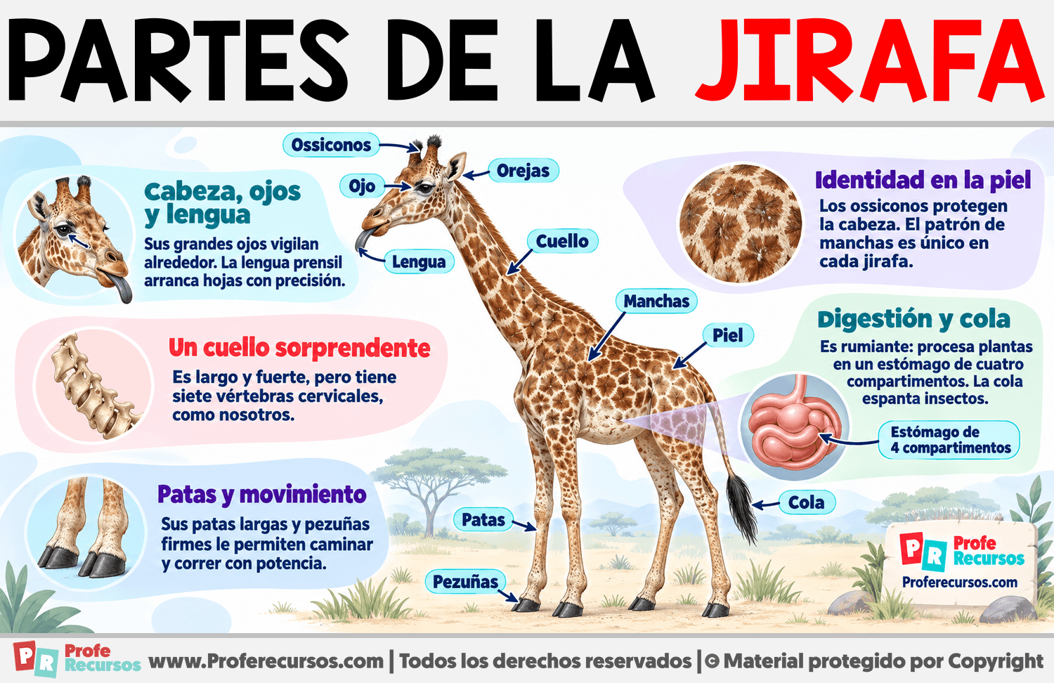 Partes de la Jirafa Infografia sobre Partes de la Jirafa