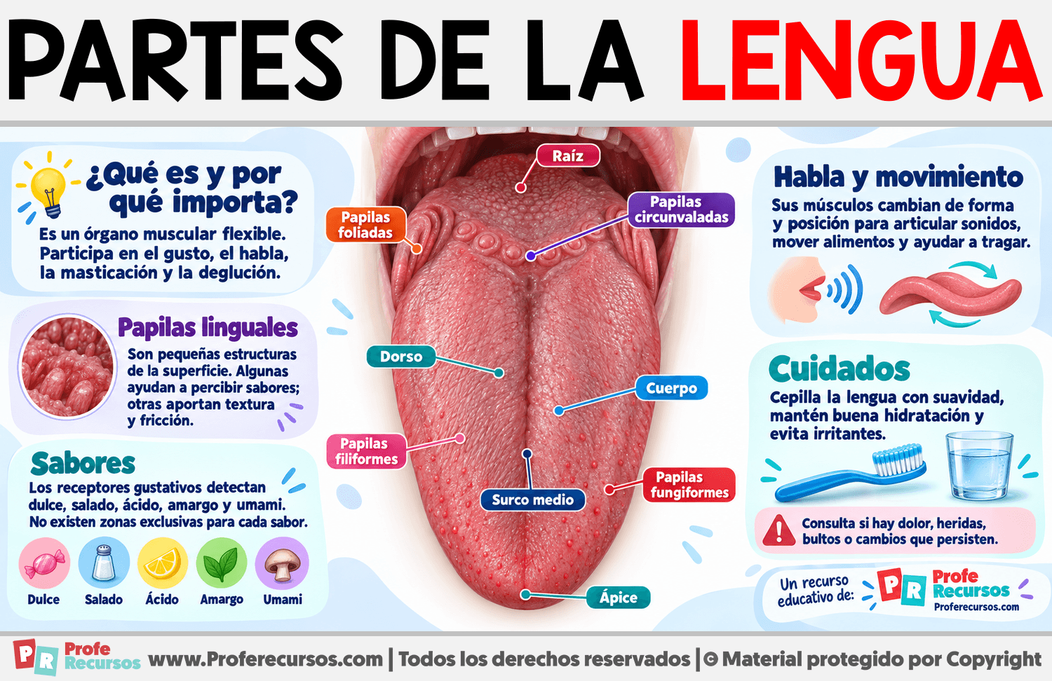 Partes de la Lengua Infografia sobre Partes de la Lengua