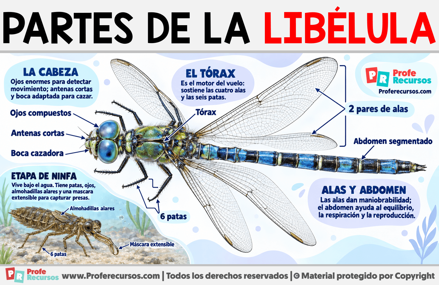 Partes de la Libélula Infografia sobre Partes de la Libélula