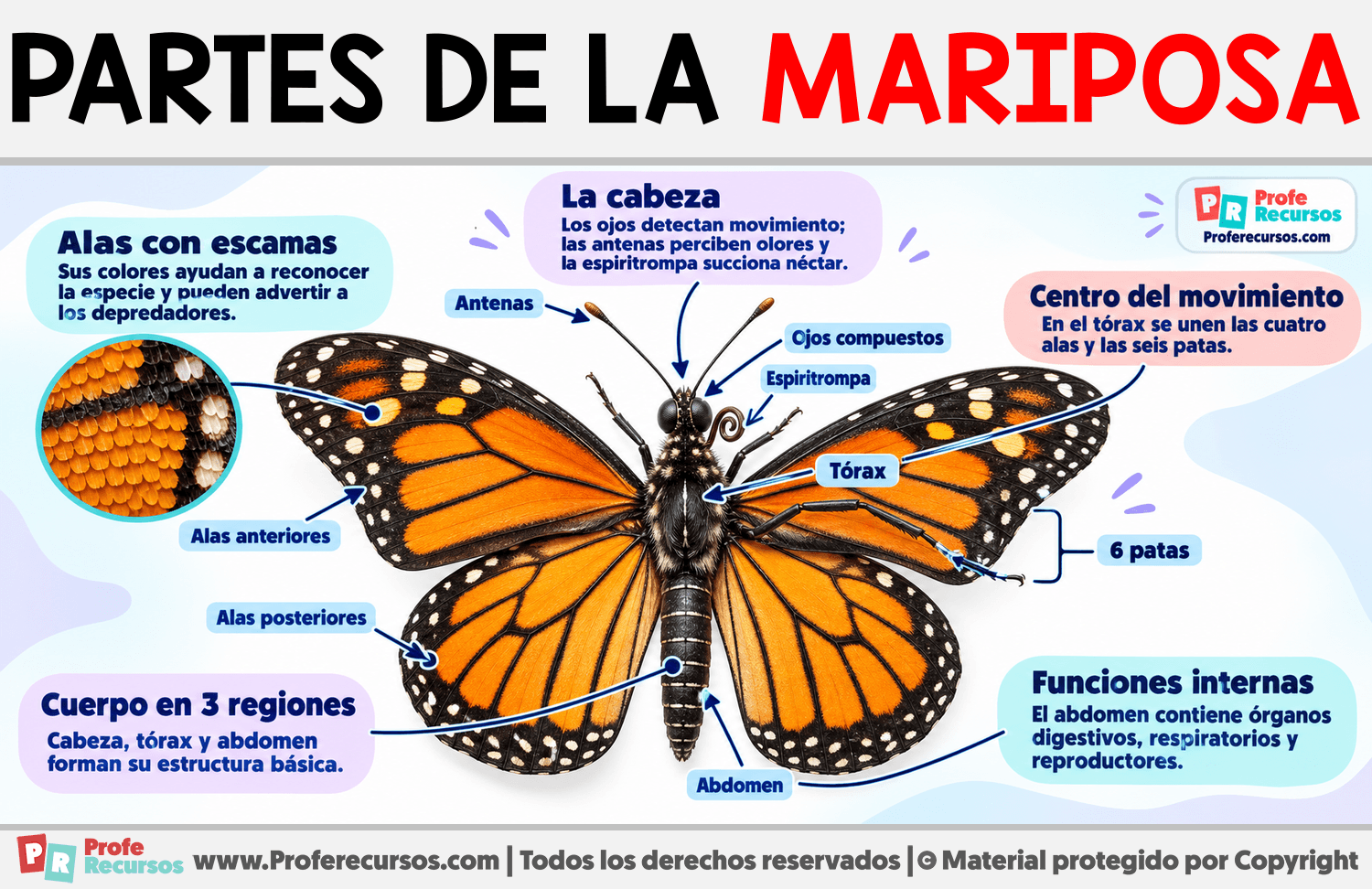 Partes de la Mariposa Infografia sobre Partes de la Mariposa