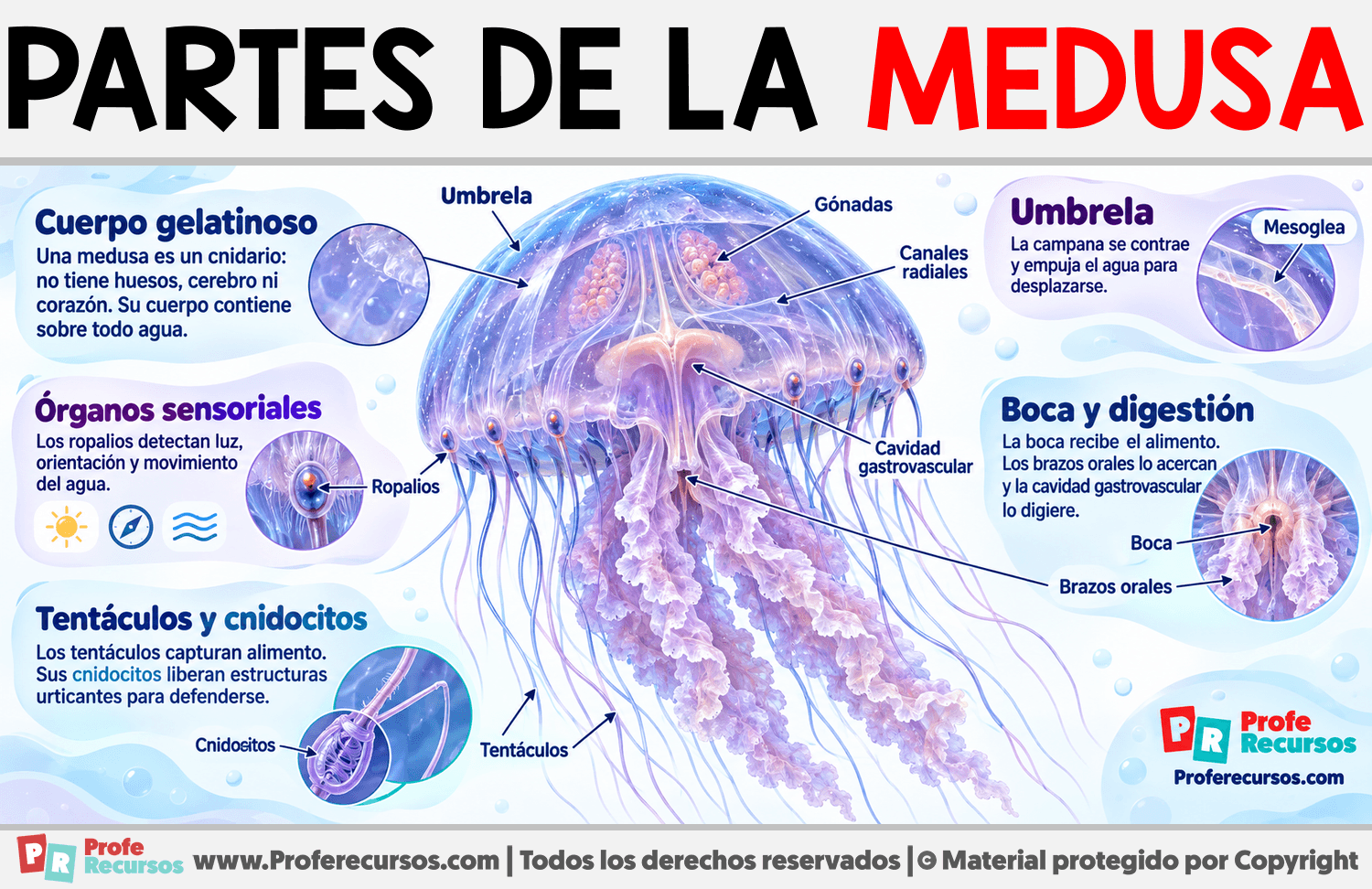 Partes de la Medusa Infografia sobre Partes de la Medusa