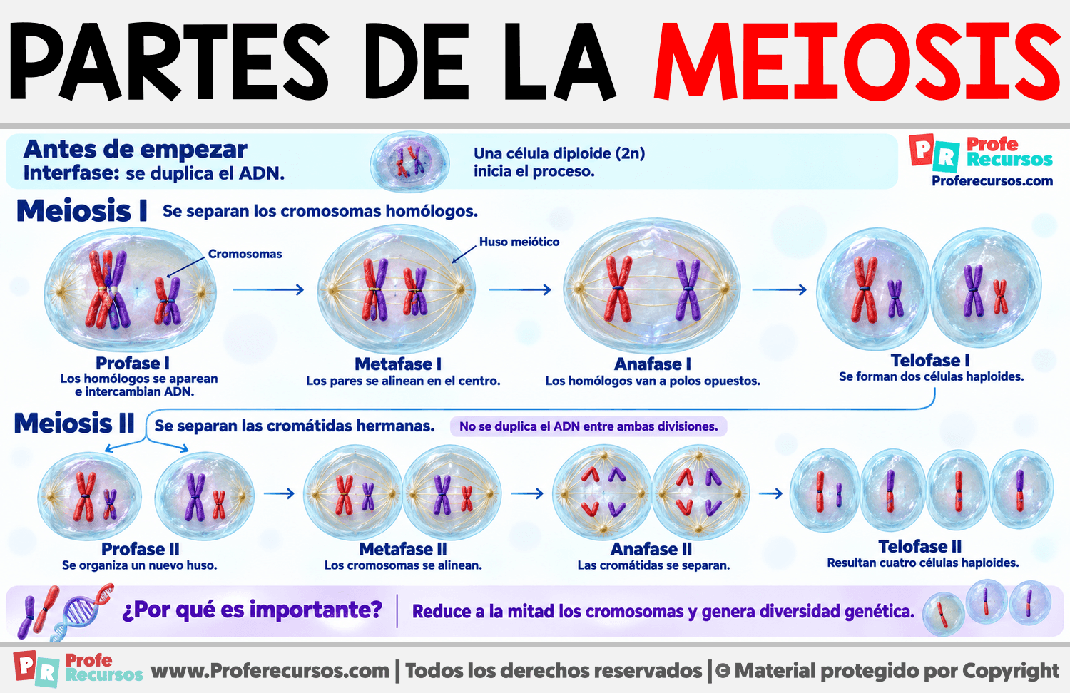 Partes de la Meiosis Infografia sobre Partes de la Meiosis