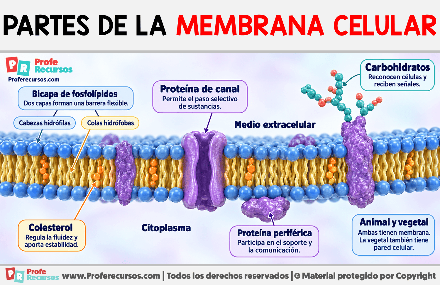 Partes de la membrana celular Infografia sobre Partes de la membrana celular