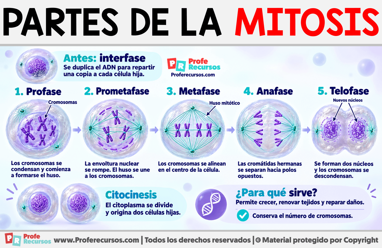 Partes de la Mitosis Infografia sobre Partes de la Mitosis