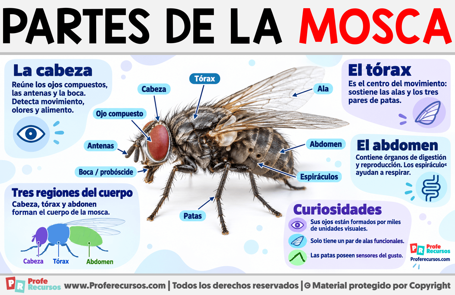 Partes de la Mosca Infografia sobre Partes de la Mosca