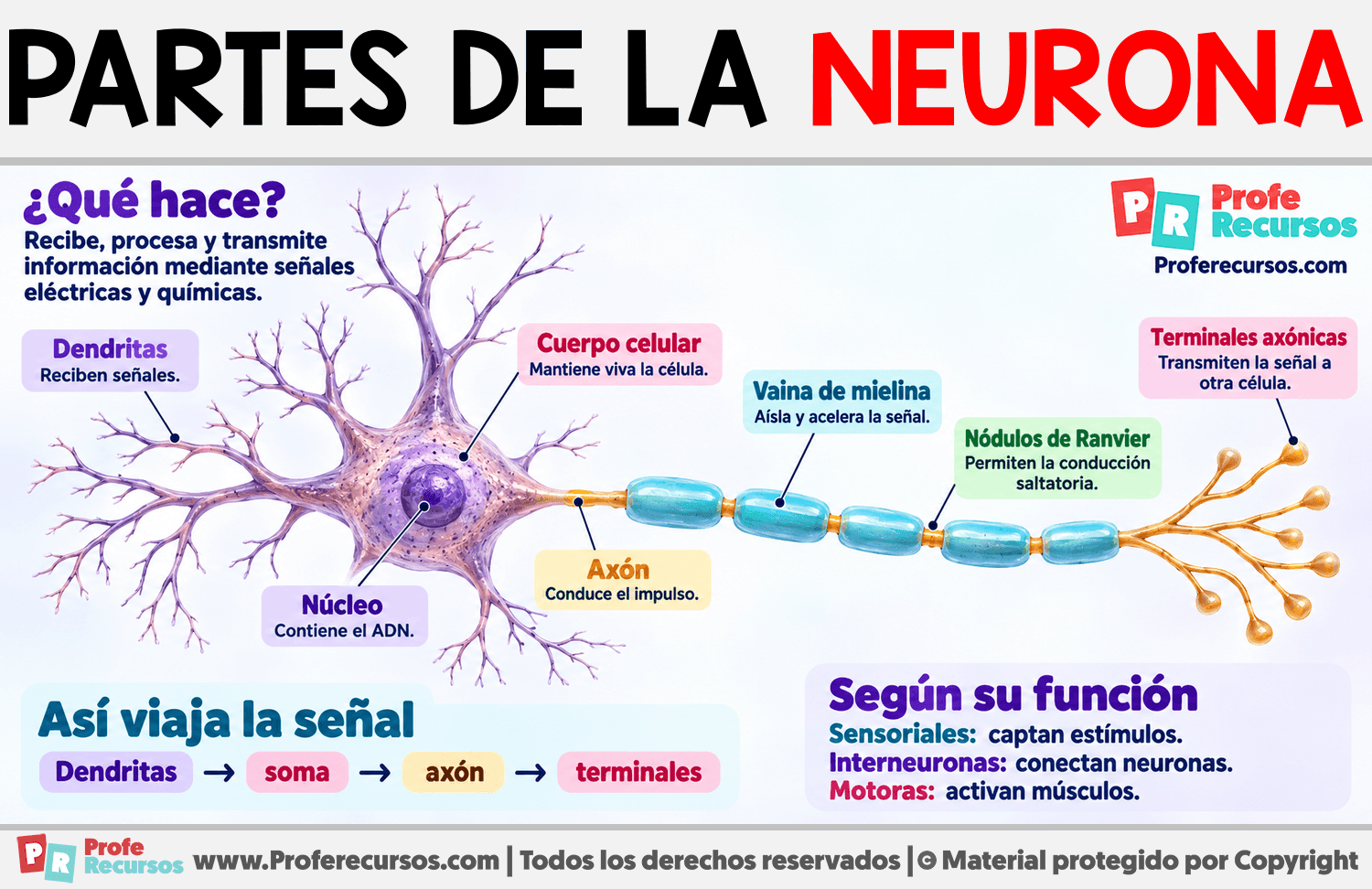 Partes de la Neurona Infografia sobre Partes de la Neurona
