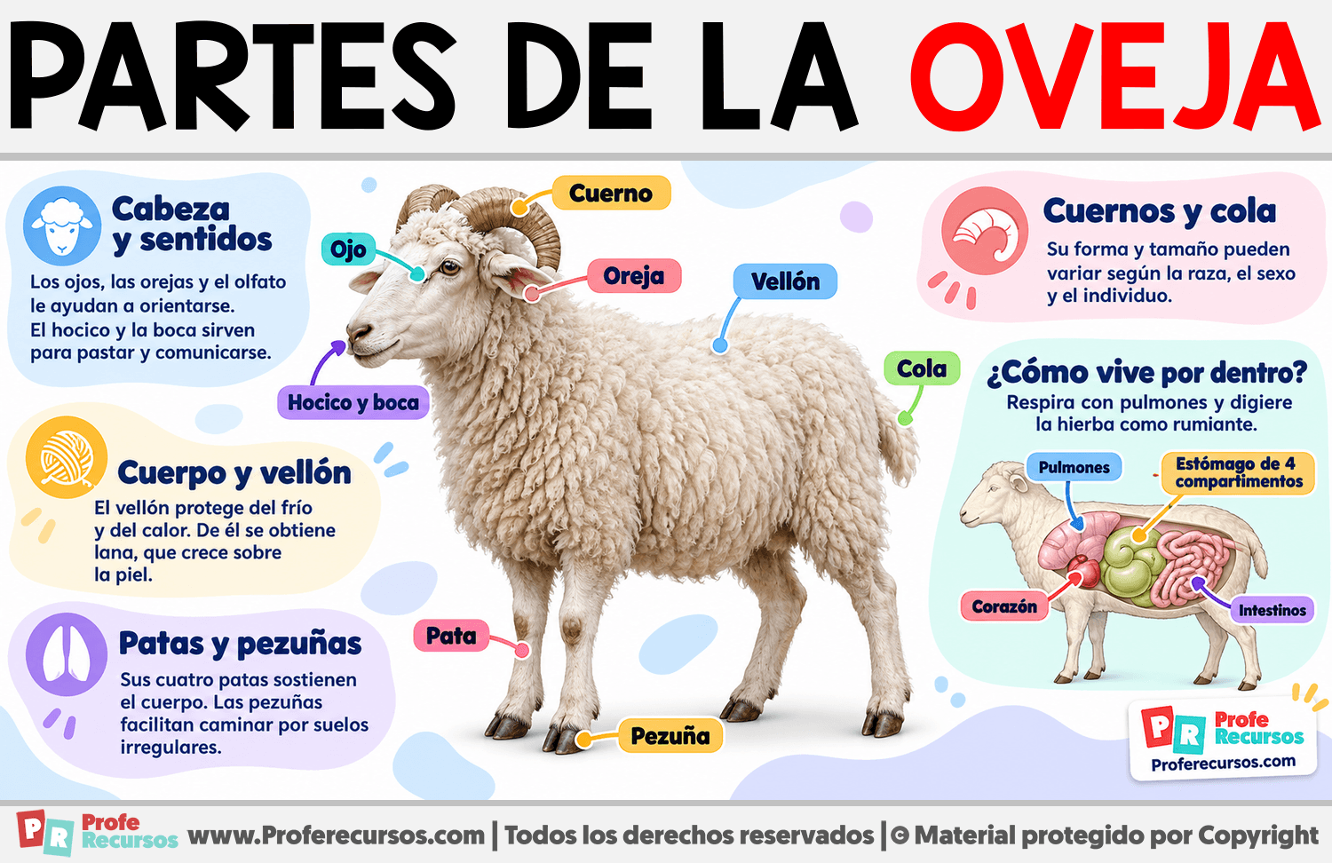 Partes de la Oveja Infografia sobre Partes de la Oveja