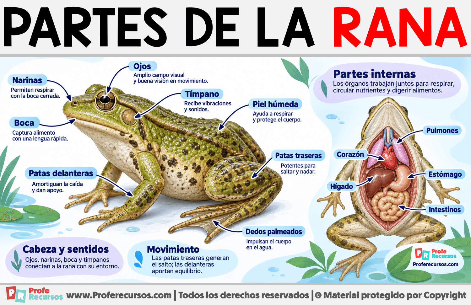 Partes de la Rana Infografia sobre Partes de la Rana